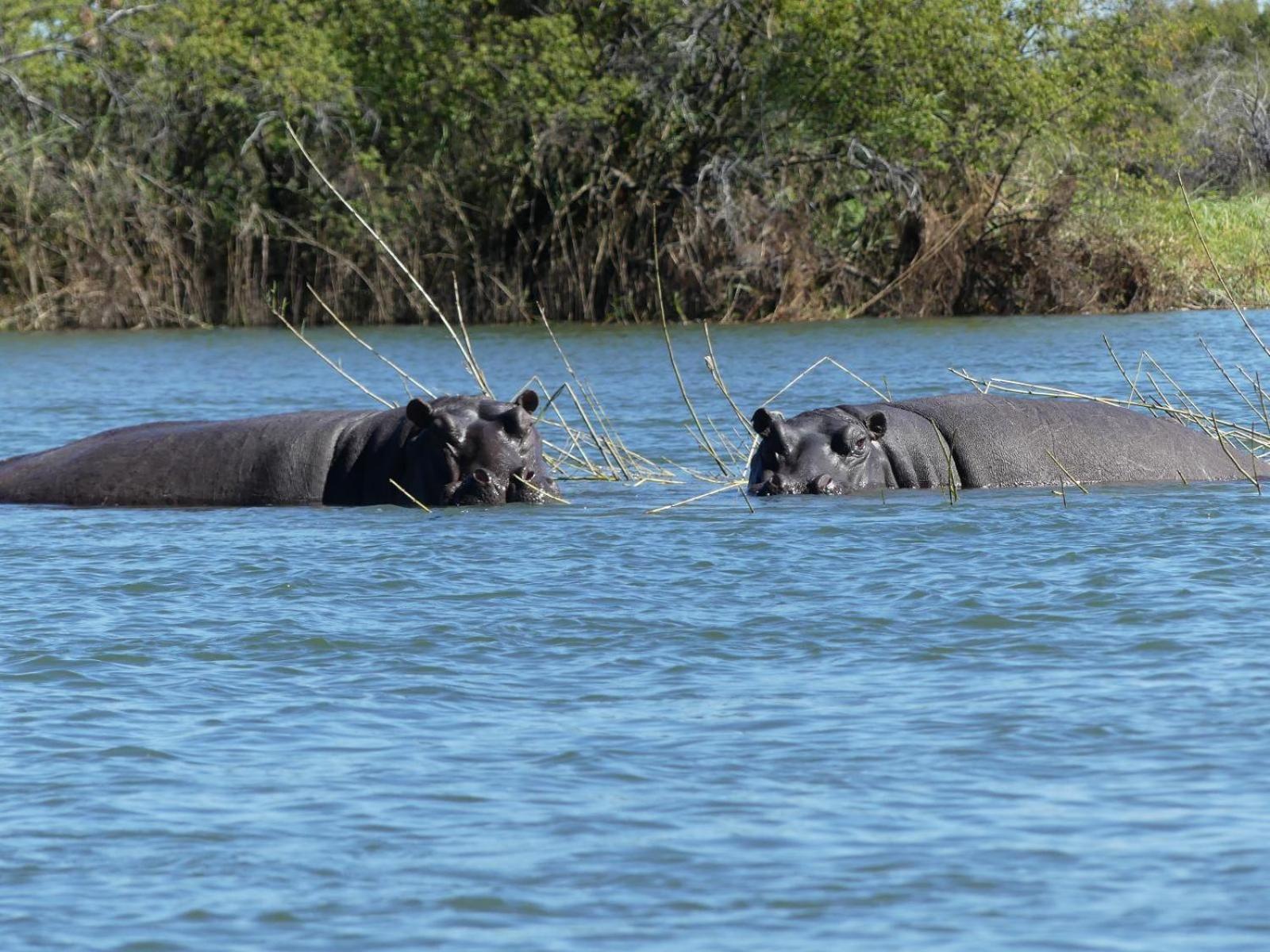 Mobola Lodge Mamono Eksteriør billede